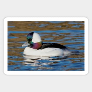 Male Bufflehead Duck at the Pond Sticker